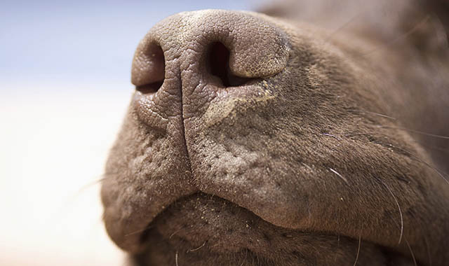 detection canine's nose