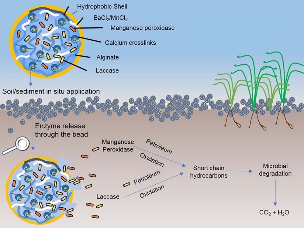 enzyme-remediation-graph graphic showing how a naturally occurring microbe could help with environmental contamination