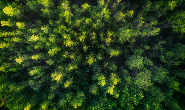 drone aerial view of a forest