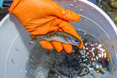 NEON-fish-1 Battelle employees work to tag fish as part of the NEON project