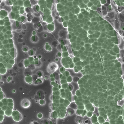 NREL Electron Microscope Enzyme Interaction