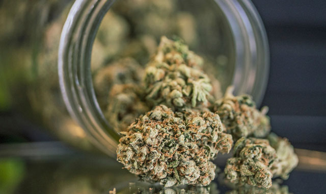 close-up of marijuana