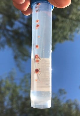 alt= Tick sampling at TALL