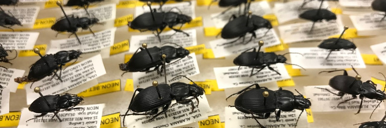 Photo: beetles samples 