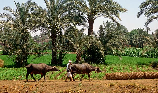 man and two cows walking on a path in from of palm trees