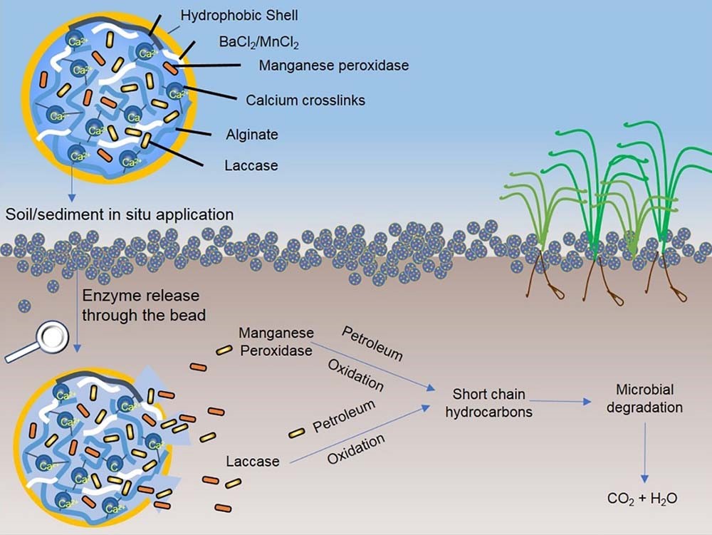 graphic showing how a naturally occurring microbe could help with environmental contamination