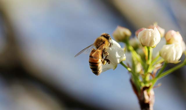 bee on a flower