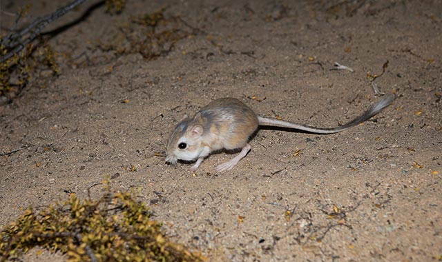 alt=closeup photo of a kangaroo mouse