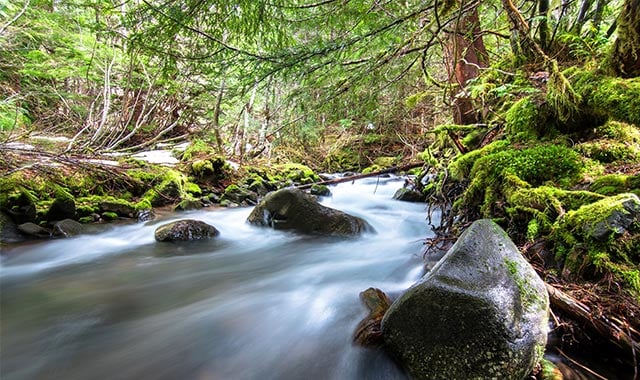 alt= Aquatic site McRae Creek in OR