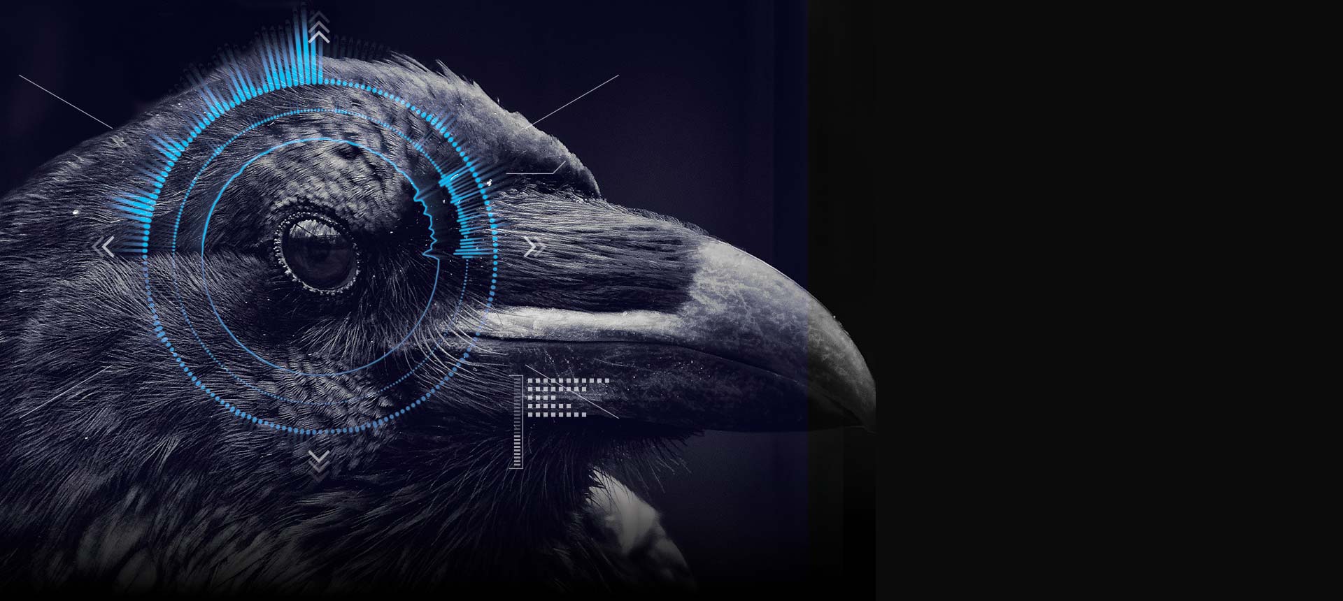 Photo: A Raven with Radio frequencies surrounding it's eye