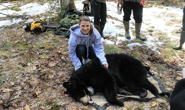 alt=As an undergraduate, Kremidas worked with the Wildlife Society at the University of Connecticut and accompanied the Department of Energy and Environmental Protection as they monitored collared black bears and their cubs (2012).