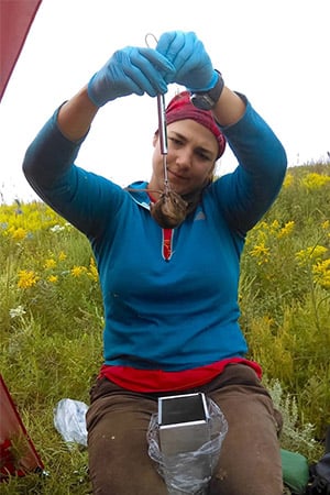 alt= Kremidas pulls a small mammal from a Sherman Trap for measurements, data collection, and tissue sampling before releasing it as part of the NEON Small Mammal protocol in at the Konza Prairie Biological Station (KONZ) field site in Kansas (2016).